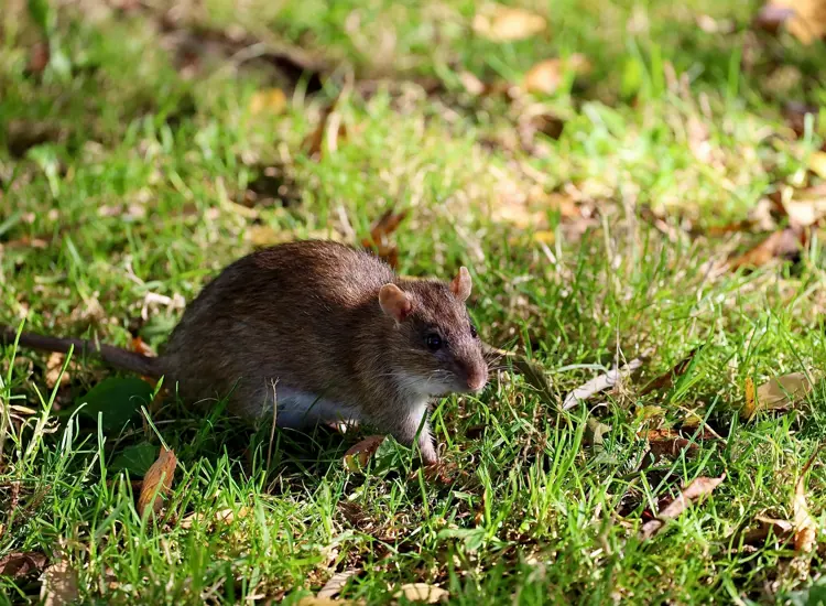 A rat running in grass