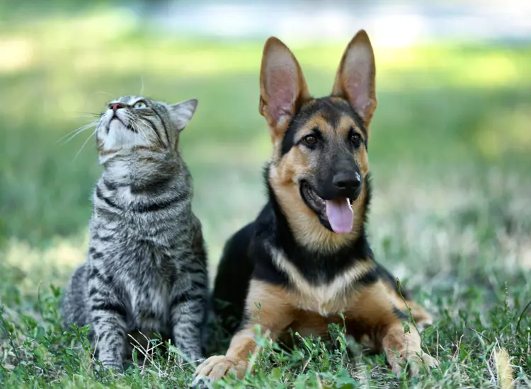 A dog and cat sit next to each other